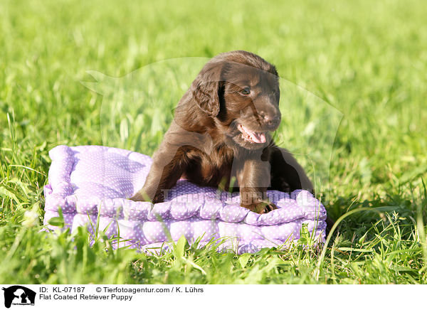 Flat Coated Retriever Welpe / Flat Coated Retriever Puppy / KL-07187