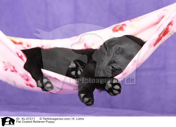 Flat Coated Retriever Welpe / Flat Coated Retriever Puppy / KL-07211