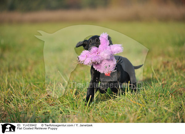 Flat Coated Retriever Puppy / YJ-03942