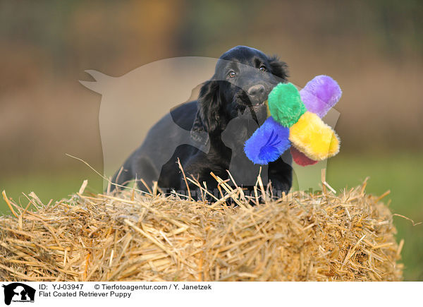 Flat Coated Retriever Puppy / YJ-03947