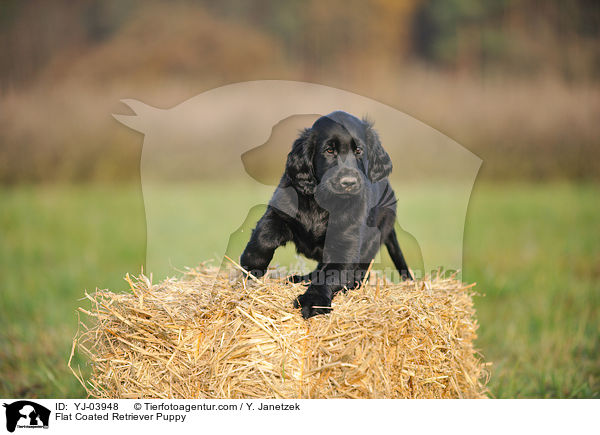 Flat Coated Retriever Puppy / YJ-03948