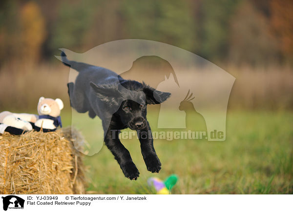 Flat Coated Retriever Puppy / YJ-03949