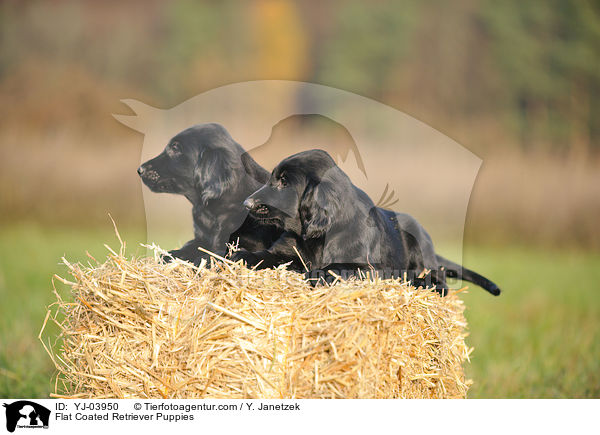 Flat Coated Retriever Puppies / YJ-03950
