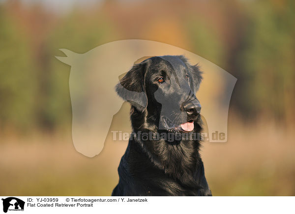 Flat Coated Retriever Portrait / YJ-03959