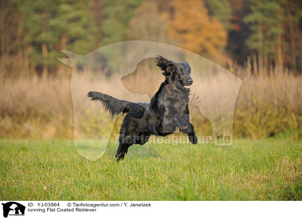 running Flat Coated Retriever / YJ-03964