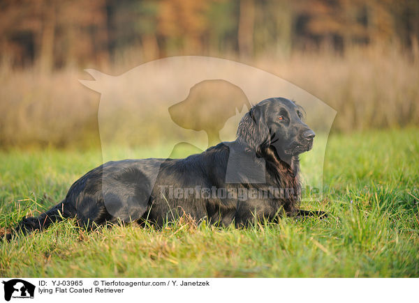 lying Flat Coated Retriever / YJ-03965