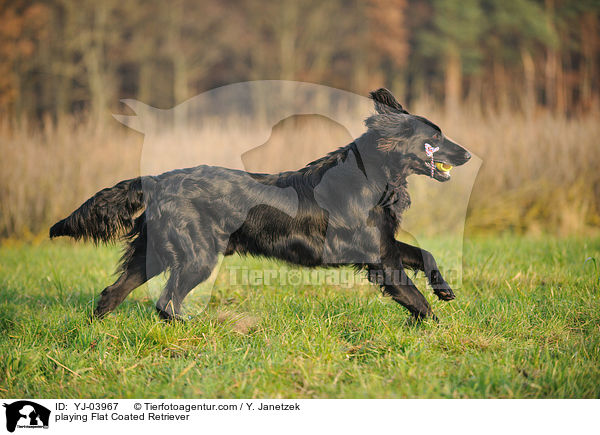 playing Flat Coated Retriever / YJ-03967