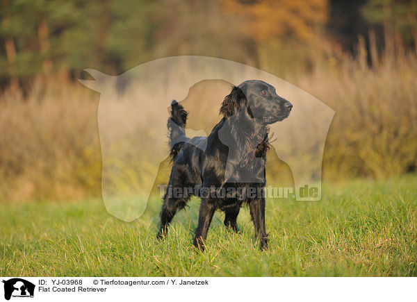 Flat Coated Retriever / YJ-03968