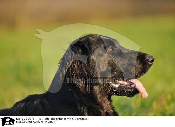 Flat Coated Retriever Portrait / YJ-03970