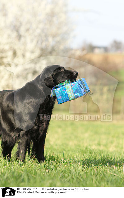 Flat Coated Retriever with present / KL-09037