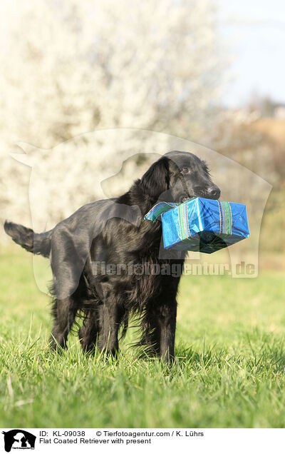 Flat Coated Retriever with present / KL-09038