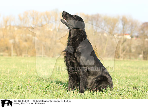 sitting Flat Coated Retriever / KL-09039
