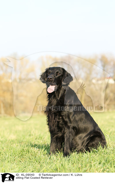 sitting Flat Coated Retriever / KL-09040