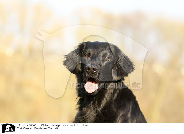 Flat Coated Retriever Portrait / KL-09041