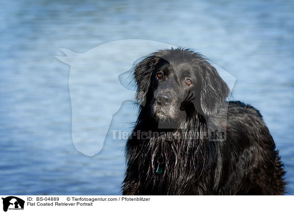 Flat Coated Retriever Portrait / BS-04889