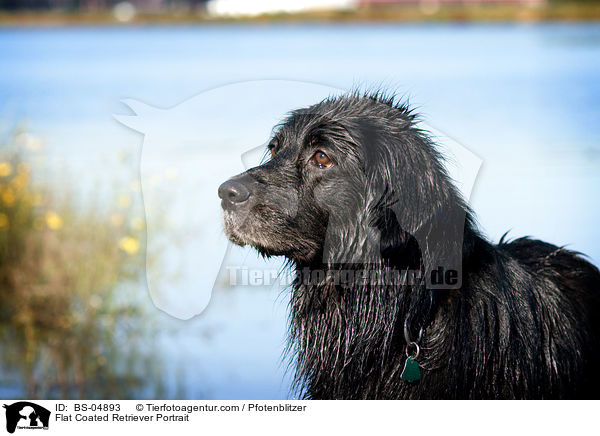 Flat Coated Retriever Portrait / BS-04893