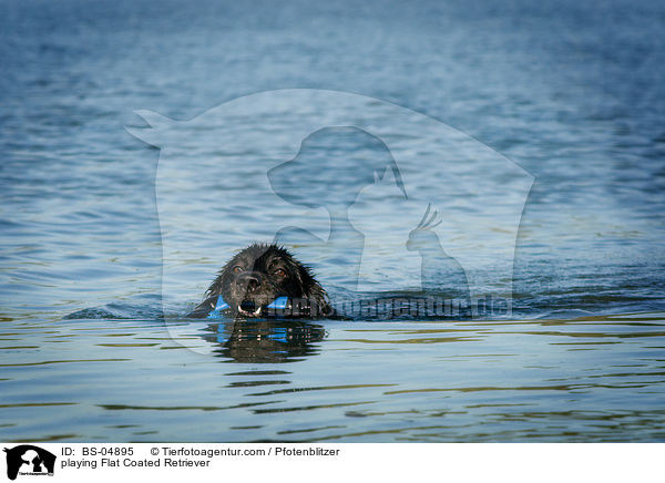 playing Flat Coated Retriever / BS-04895