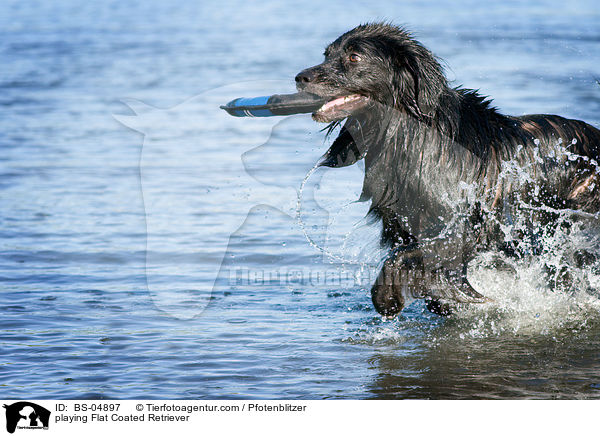 playing Flat Coated Retriever / BS-04897