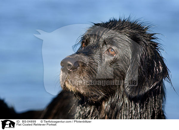 Flat Coated Retriever Portrait / BS-04899