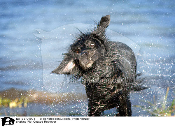 shaking Flat Coated Retriever / BS-04901
