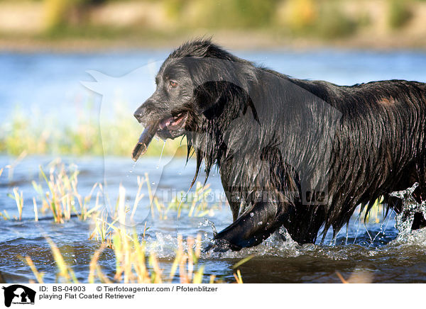 playing Flat Coated Retriever / BS-04903