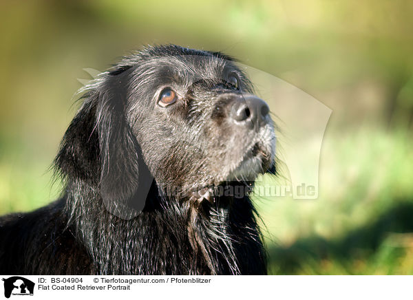 Flat Coated Retriever Portrait / BS-04904