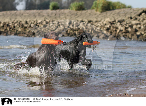 2 Flat Coated Retrievers / DG-04948