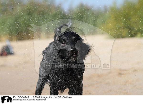 shaking Flat Coated Retriever / DG-04949