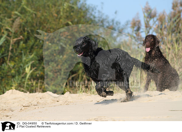 2 Flat Coated Retrievers / DG-04950