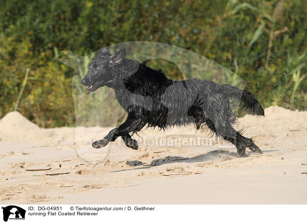 running Flat Coated Retriever / DG-04951