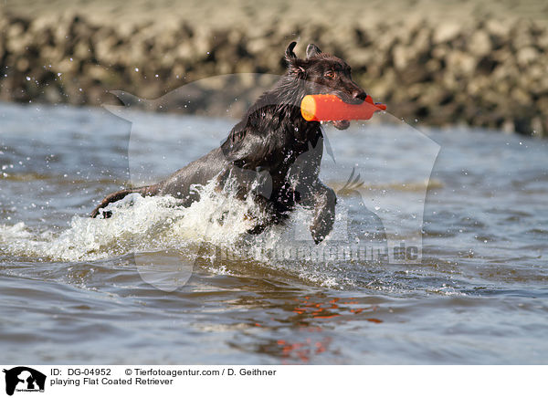 playing Flat Coated Retriever / DG-04952
