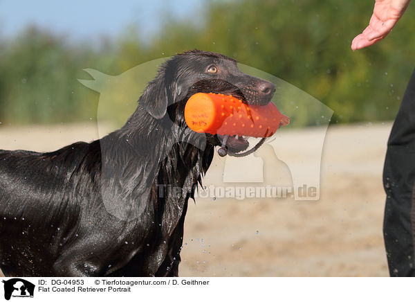 Flat Coated Retriever Portrait / DG-04953