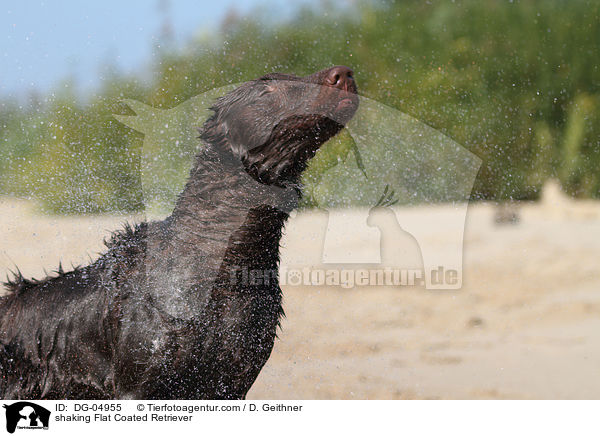 shaking Flat Coated Retriever / DG-04955