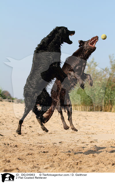 2 Flat Coated Retriever / DG-04963