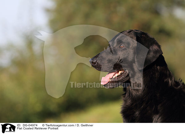 Flat Coated Retriever Portrait / DG-04974