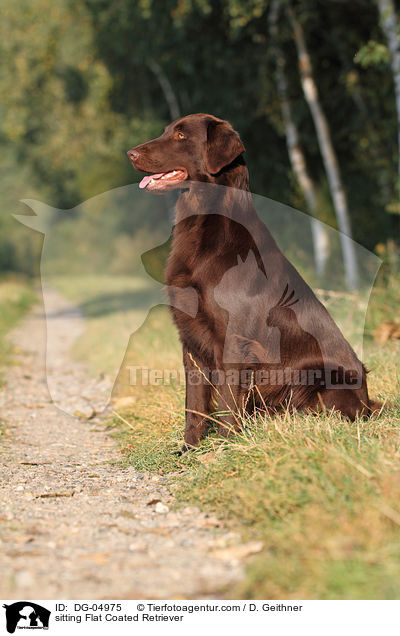 sitting Flat Coated Retriever / DG-04975