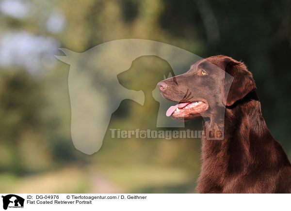 Flat Coated Retriever Portrait / DG-04976