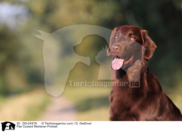 Flat Coated Retriever Portrait / DG-04978