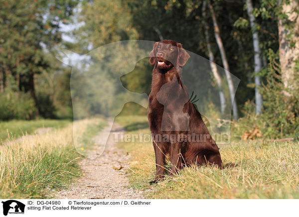 sitting Flat Coated Retriever / DG-04980