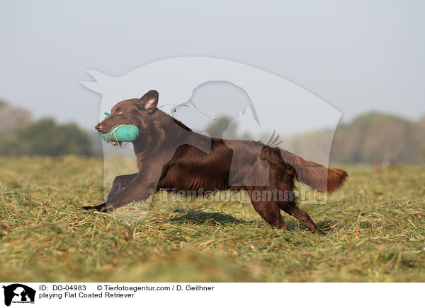 playing Flat Coated Retriever / DG-04983