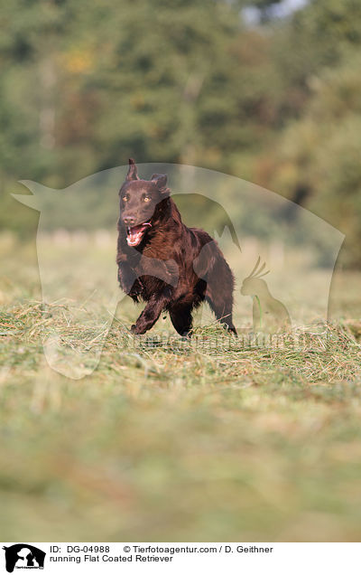 running Flat Coated Retriever / DG-04988