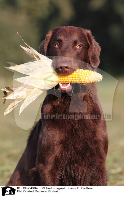 Flat Coated Retriever Portrait / DG-04994