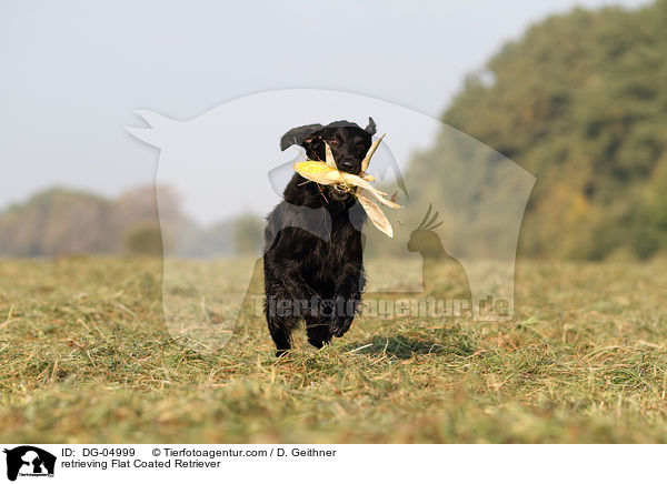 retrieving Flat Coated Retriever / DG-04999