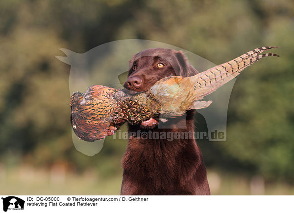 retrieving Flat Coated Retriever / DG-05000