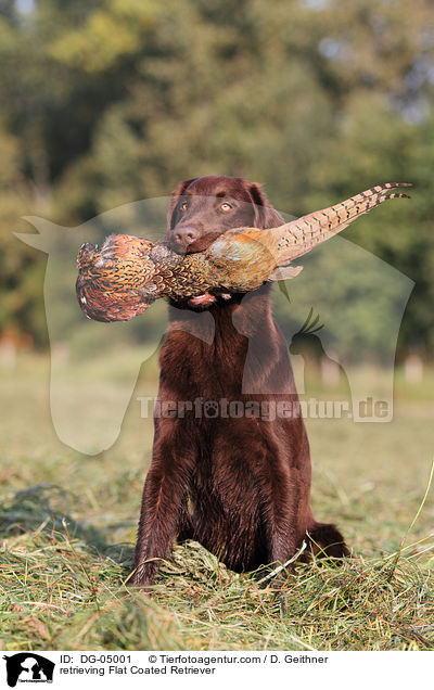 retrieving Flat Coated Retriever / DG-05001