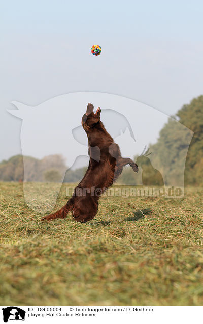 playing Flat Coated Retriever / DG-05004