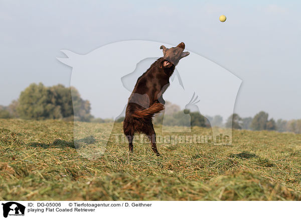 playing Flat Coated Retriever / DG-05006