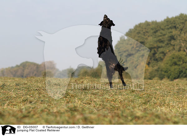 jumping Flat Coated Retriever / DG-05007