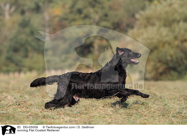 running Flat Coated Retriever / DG-05008