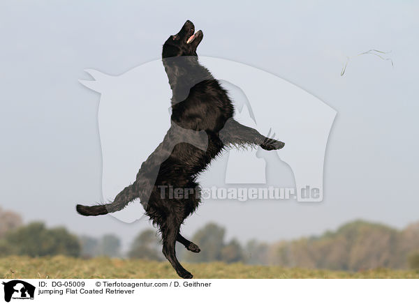 jumping Flat Coated Retriever / DG-05009